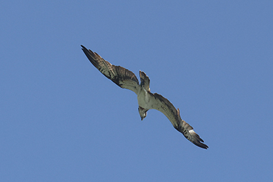Osprey